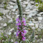 Purple loosestrife ( Λύθρο το ιτεόμορφο)