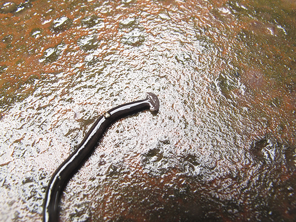 Hammerhead Worm