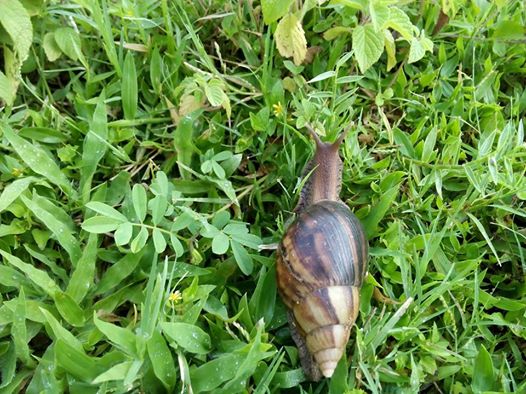 snail