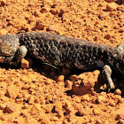 Bobtail lizard