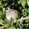 Mountain chickadee