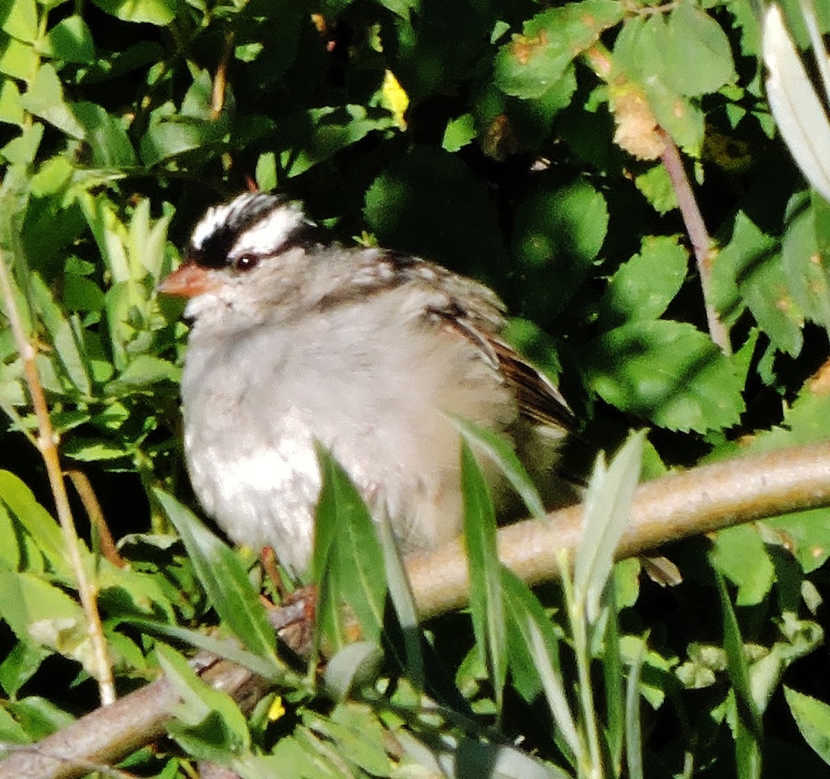 Mountain chickadee