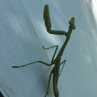 Carolina Mantis