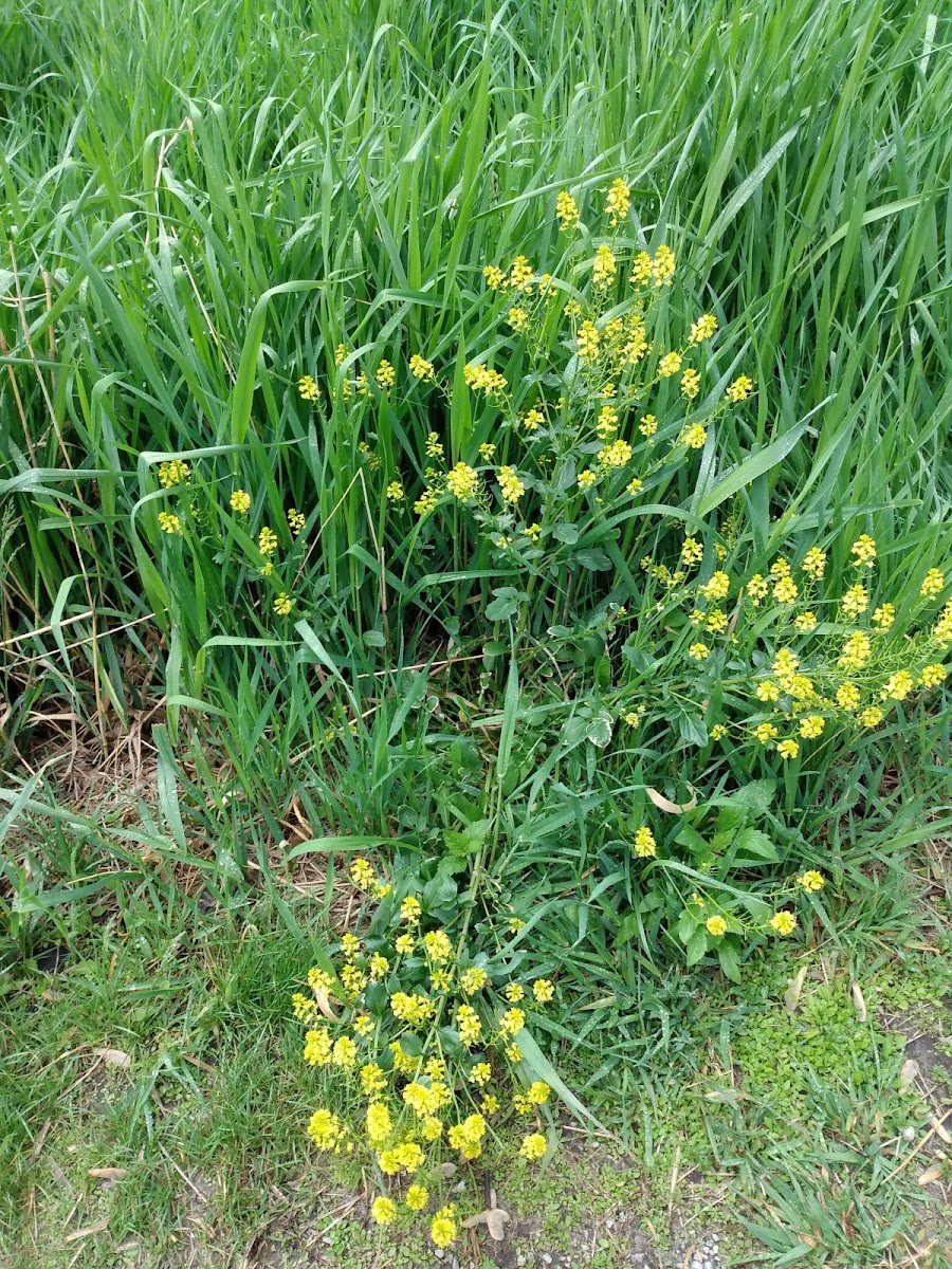 Yellow Flowered Weed