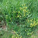 Yellow Flowered Weed