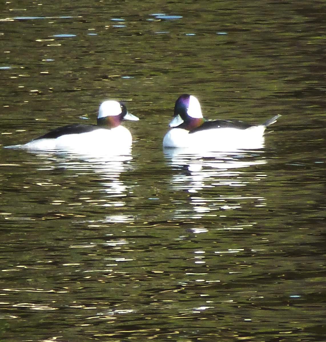 Bufflehead