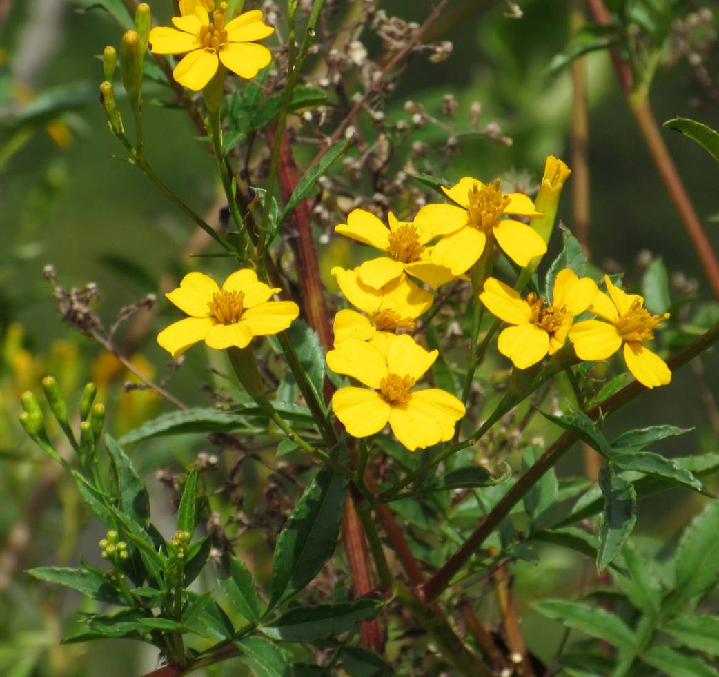 composite flower