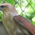 Brahminy kite