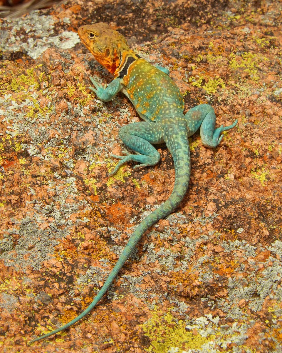 Common Collared Lizard