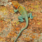 Common Collared Lizard