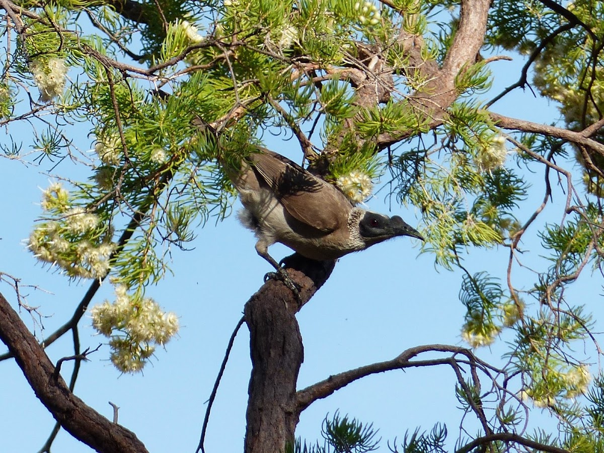 Silver-crowned Friarbird