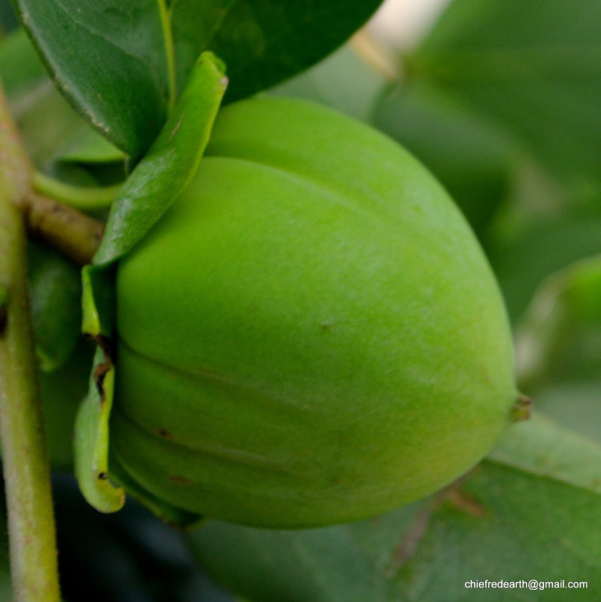 Japanese persimmon, Chinese persimmon, kaki,  柿,