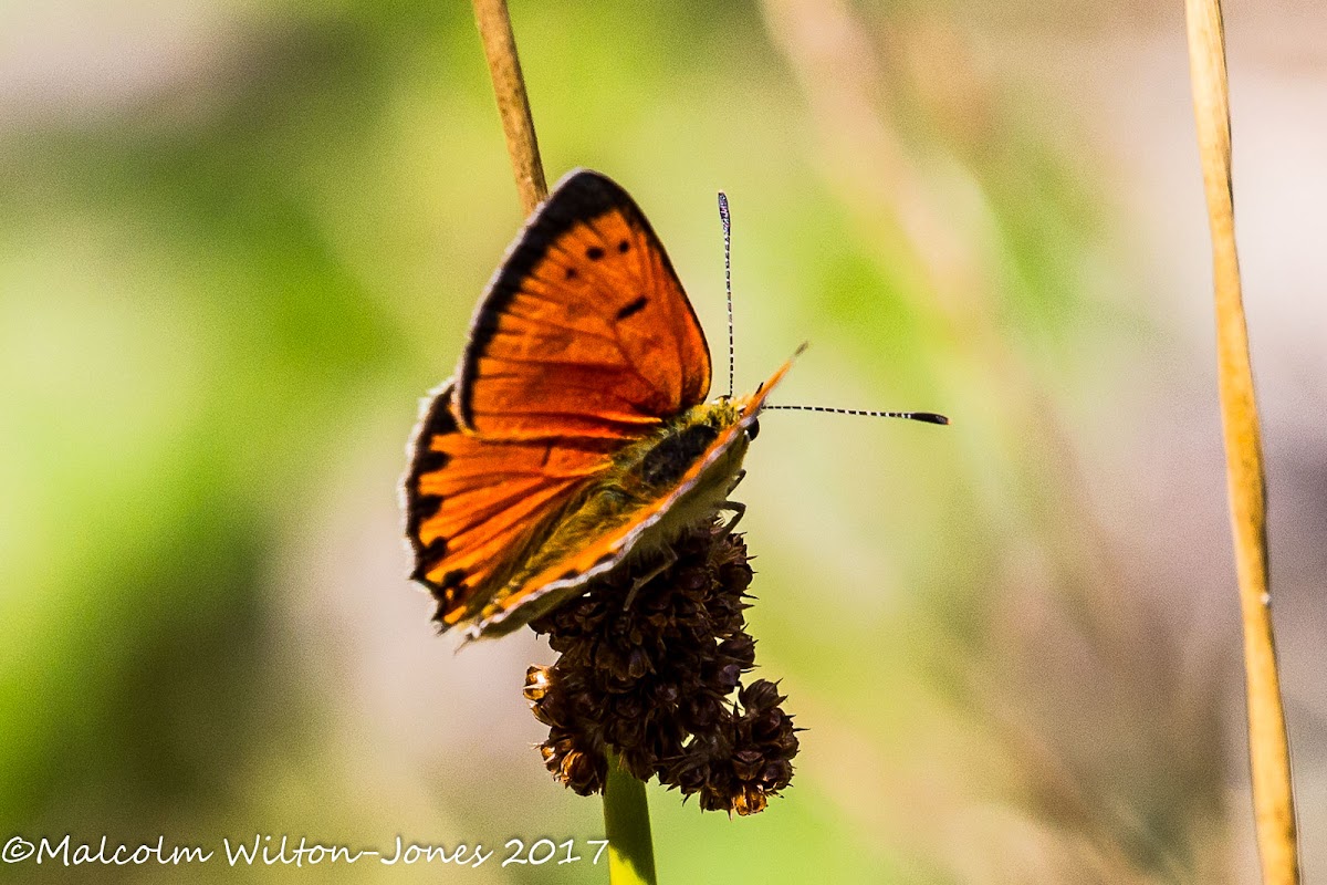 Scarce Copper