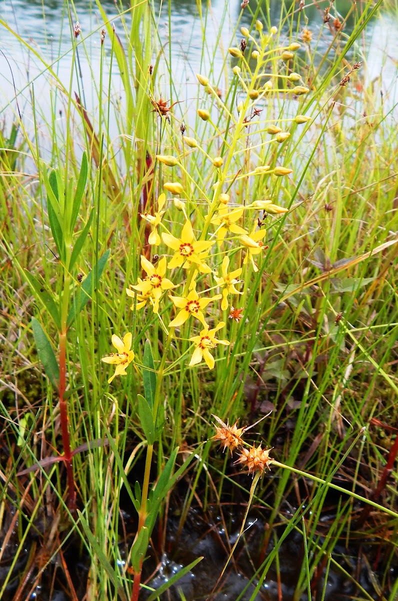 Swamp Candles or Yellow Loosestrife