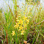 Swamp Candles or Yellow Loosestrife