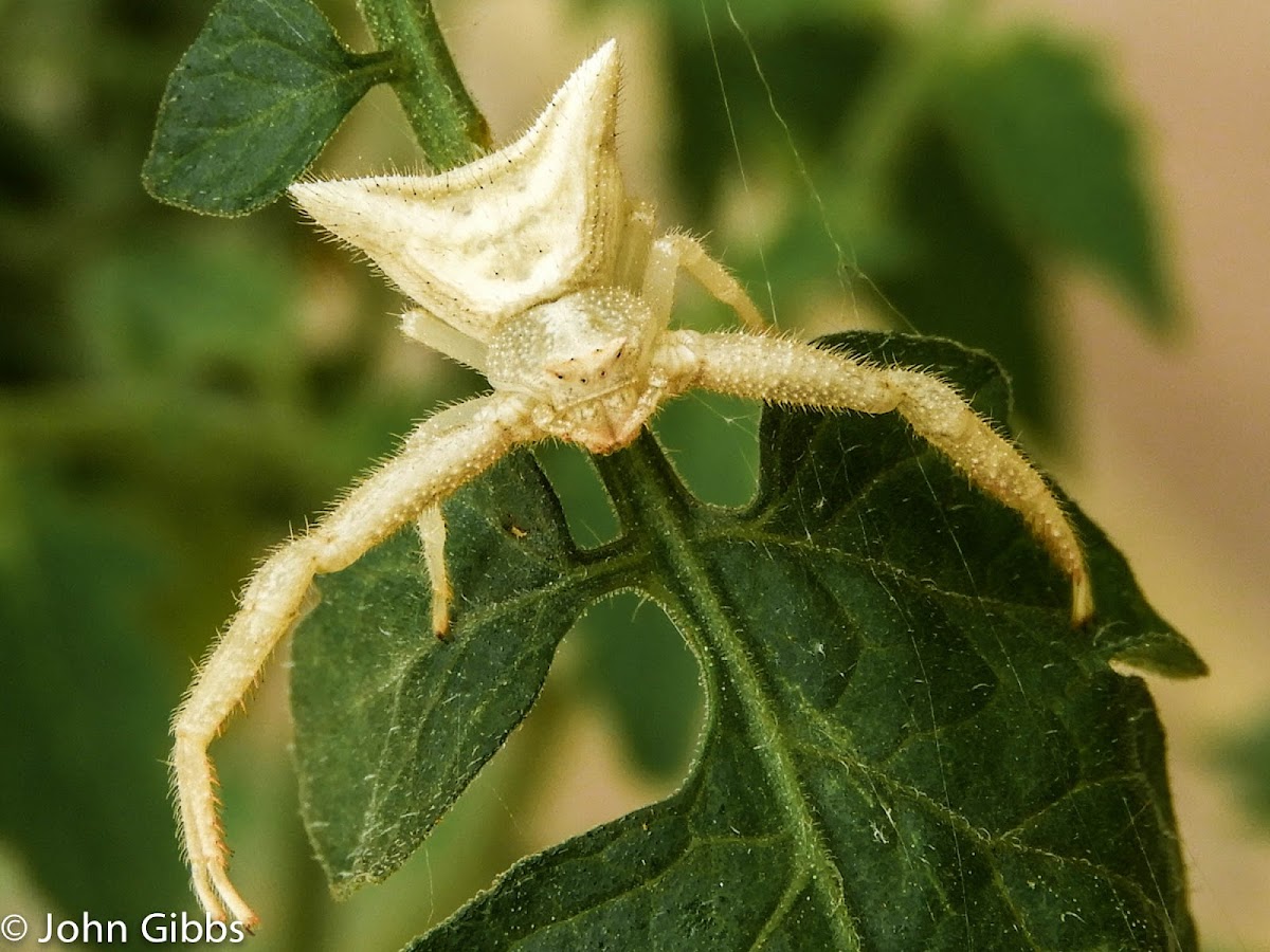 Crab Spider