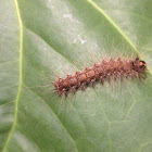 Caterpillar