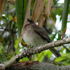 Mirla ollera - Black-billed Thrush