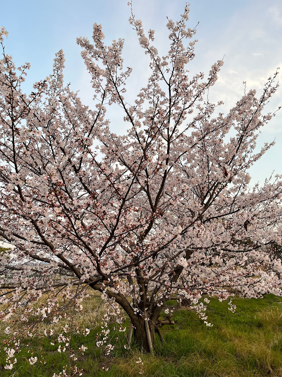 コペンのコペンローブS・桜とコラボに関するカスタム事例の投稿画像2枚目