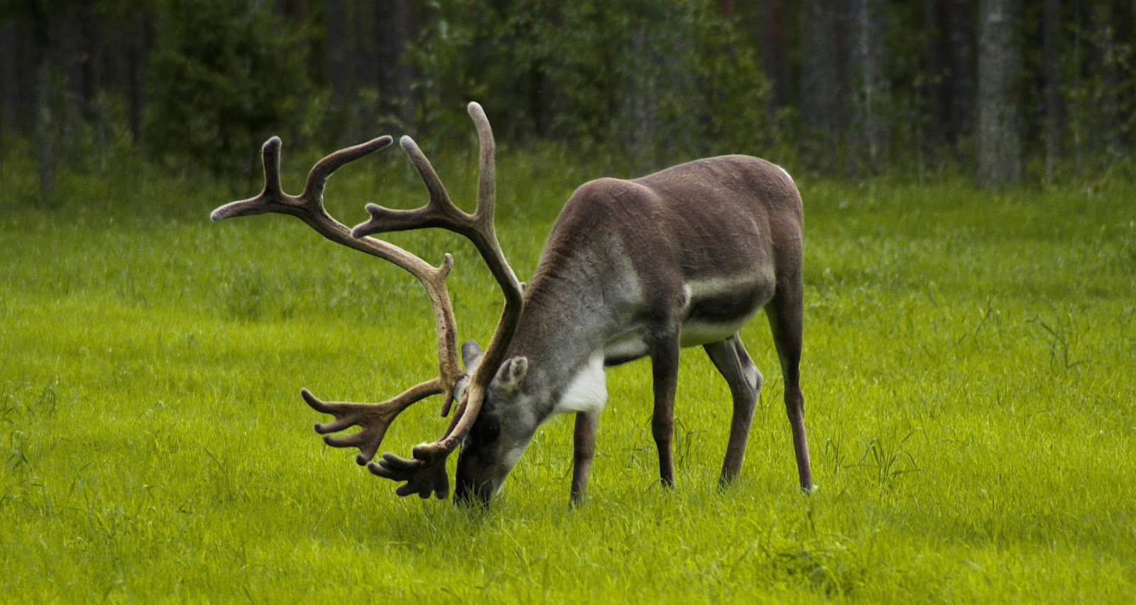 reindeer grazing in a field