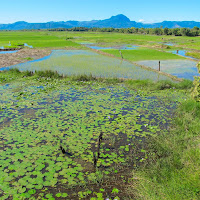 Risaie del Madagascar di 