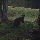 Wallaby