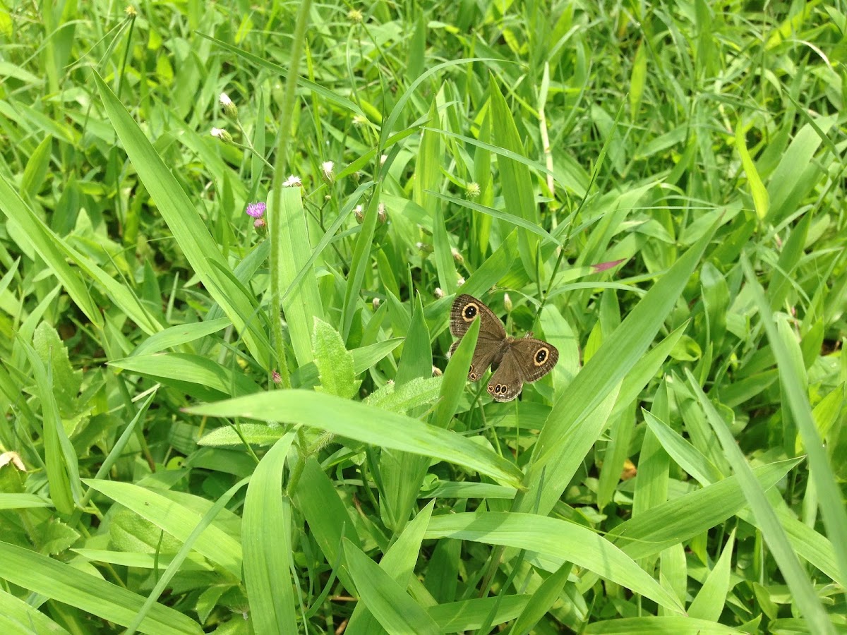 Common five ring butterfly