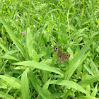 Common five ring butterfly