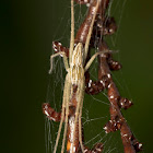 Nursery web Spider