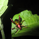 Frog-Legged Leaf Beetle