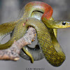 Red-Necked KeelBack