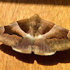 Noctuoid Moth