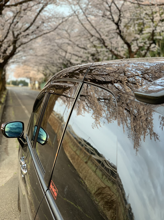 オデッセイの早朝撮影・桜と愛車に関するカスタム事例の投稿画像2枚目