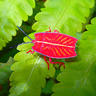 'Sashimi' Shield Bug