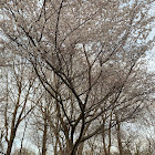 Yoshino Cherry Tree