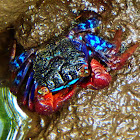 Iridescent Sesarmine Crab