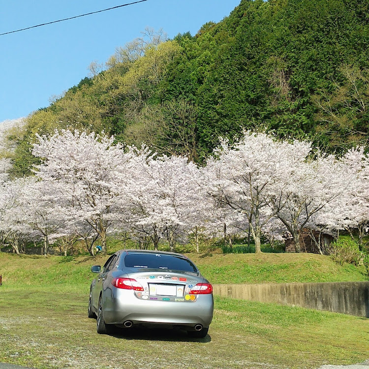 フーガの奈良県桜井市大字今井谷地区・コロナウイルスに負けるな・まだそんなに大きくない・整備してくれる人に感謝・桜🌸の森？山？(笑)に関するカスタム事例の投稿画像8枚目