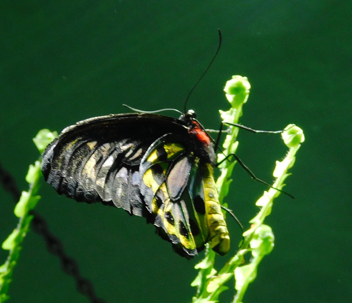 Green Bird-wing