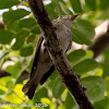 Pied Triller