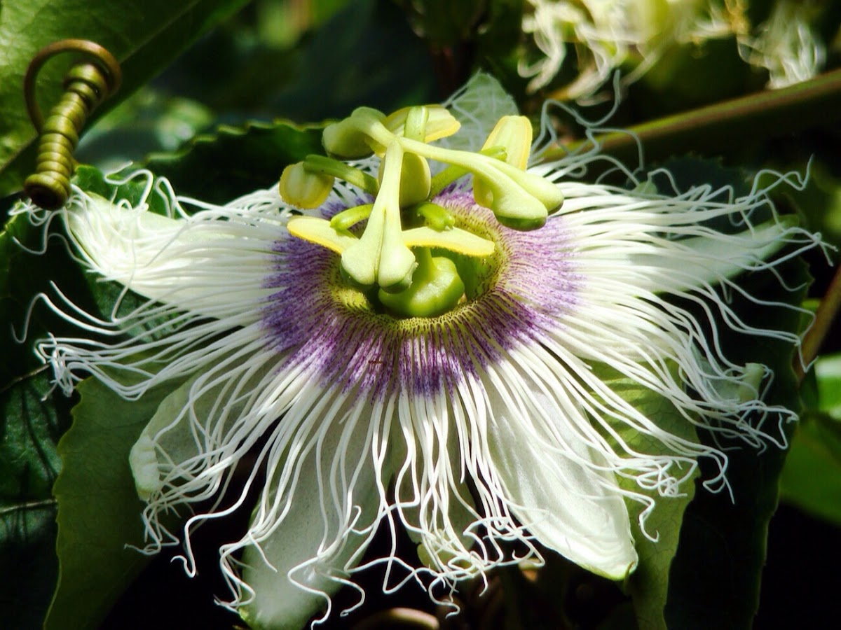 Passion Flower/ Liliko'i