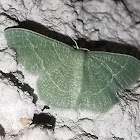 Emerald Geometer moth