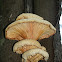 Hairy lentinus