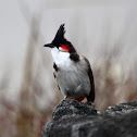 Red Wiskered Bul Bul