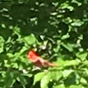 Northern Cardinal