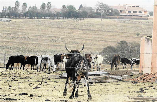 WATER PROBLEM: The condition of some of former president Nelson Mandela's cattle at his Qunu farm has been described as unsatisfactory