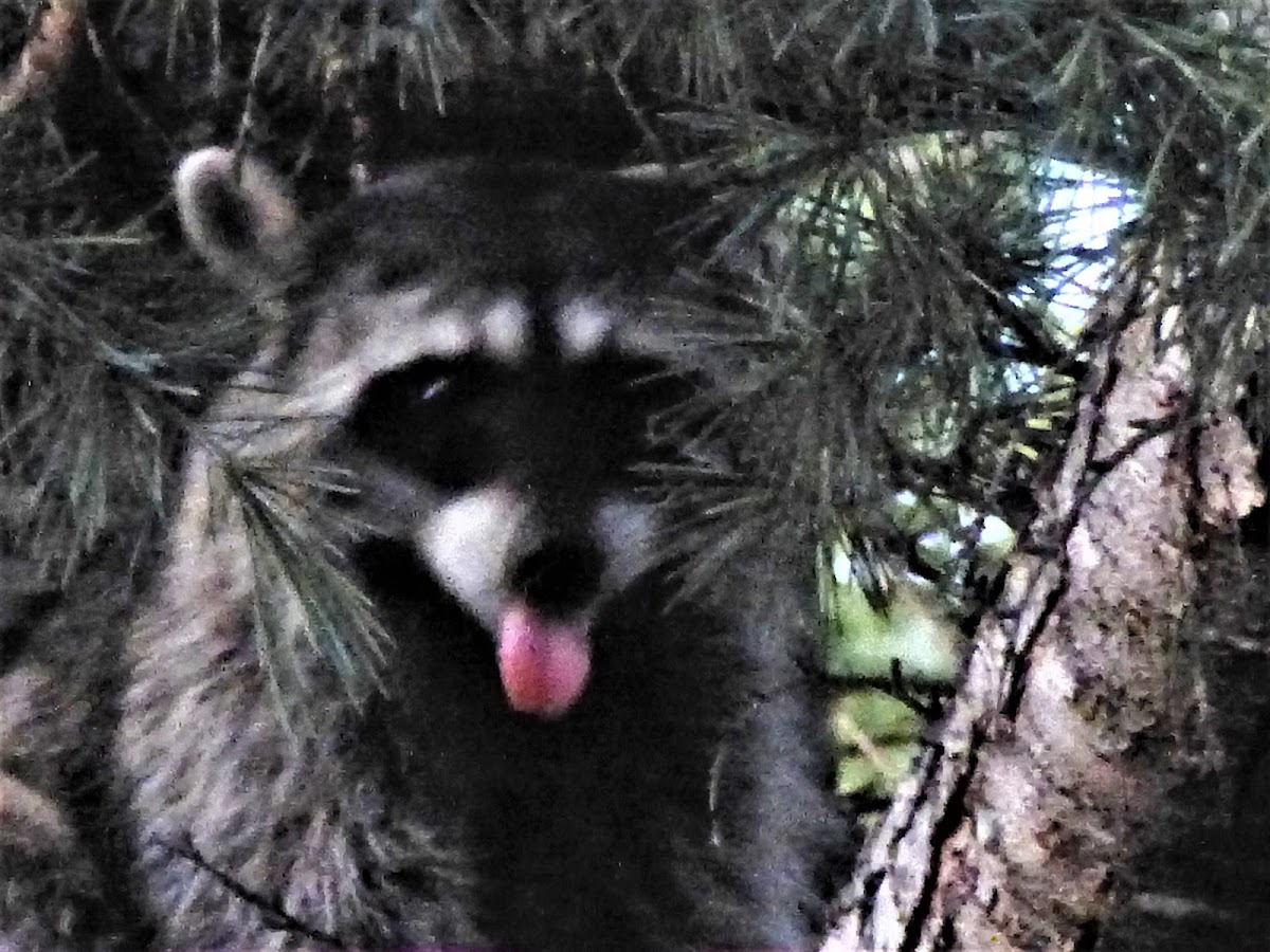 Raccoon