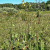 Prairie Dock