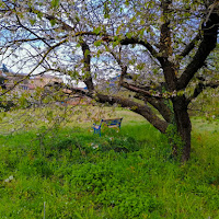 la primavera arriverà?!? di 