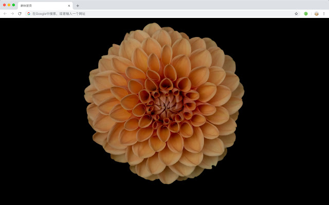 Orange Flowers Pop HD Flowers New Tabs Theme