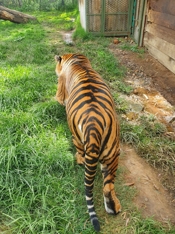 Sheba the tigress was shot dead after escaping from her enclosure.
